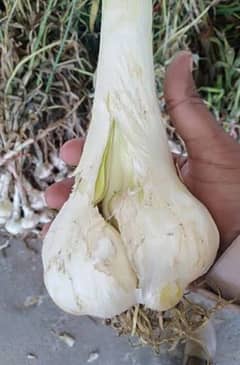 G 1 garlic a fresh seed achi quality ka G1 garlic dastyab hai