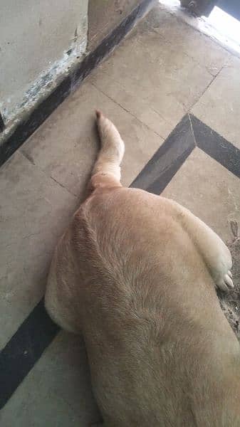 selling my lab female for urgent 1