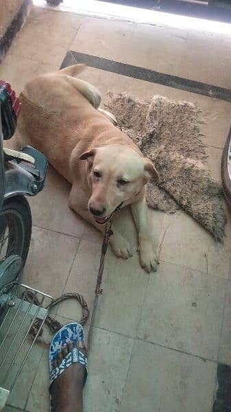 selling my lab female for urgent 3