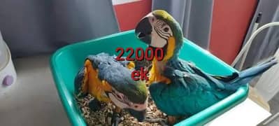 blue macaw parrot chicks far 0319=3915=869