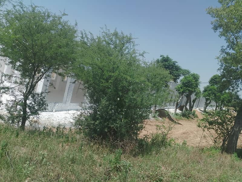Chicks shed with 12.4 kanal agriculture land for sale in mandra chakwal road chakwal 3