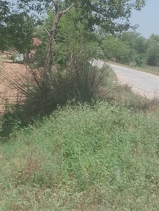 Chicks shed with 12.4 kanal agriculture land for sale in mandra chakwal road chakwal 5