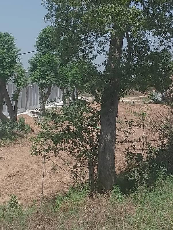 Chicks shed with 12.4 kanal agriculture land for sale in mandra chakwal road chakwal 6