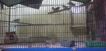 buddiges and lutino one fisher 5 partion cage 3 pair common finch