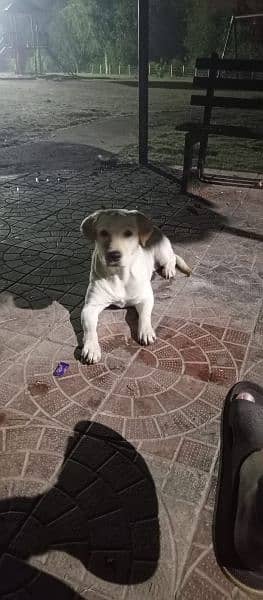 labrador female with puppy's for sale 2