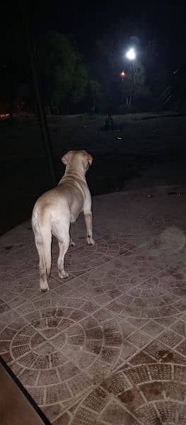 labrador female with puppy's for sale 3