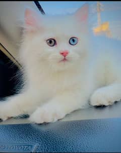 Different eye persian cat