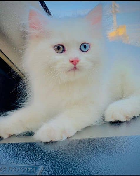Different eye persian cat 0