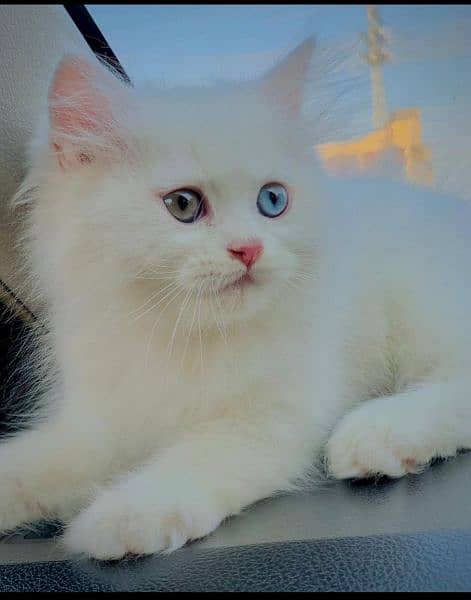 Different eye persian cat 1