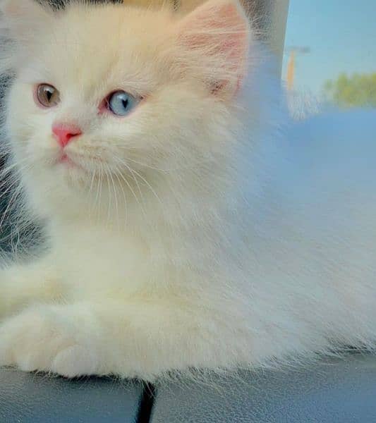 Different eye persian cat 2