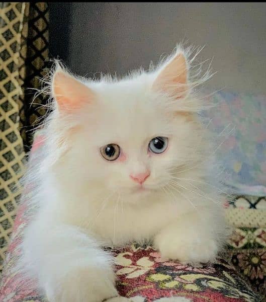 Different eye persian cat 4