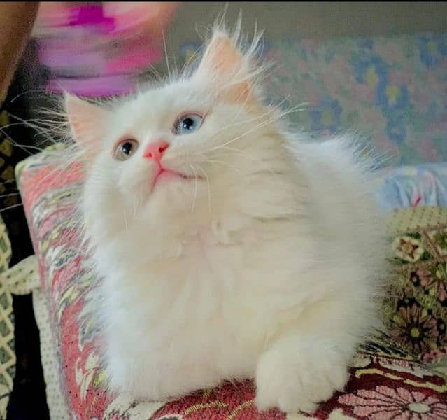 Different eye persian cat 5