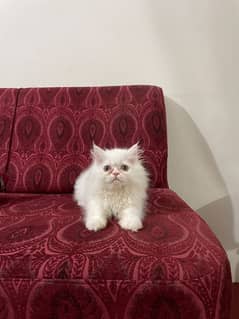 White Female kittens pure Persian 0