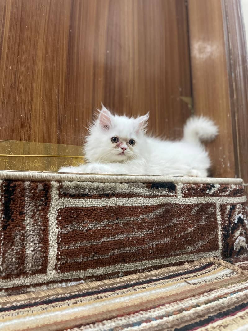 White Female kittens pure Persian 2