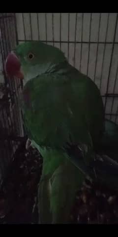 Raw talking parrot 0