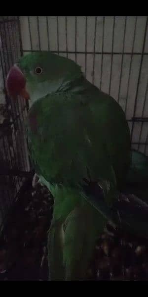 Raw talking parrot 0