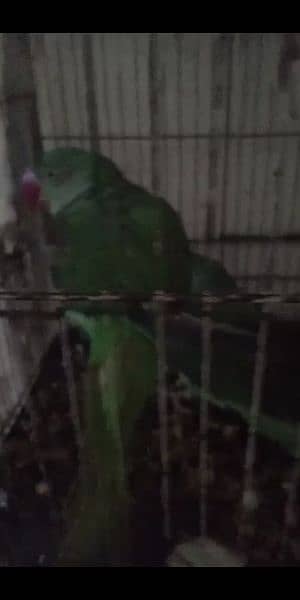 Raw talking parrot 1