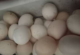 Aseel Frtl eggs