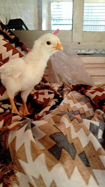 white shamo chicks and black shamo chicks high qulaity and eggs avilba 0