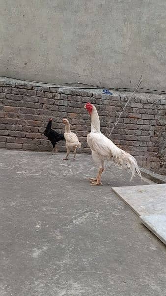 white shamo chicks and black shamo chicks high qulaity and eggs avilba 8
