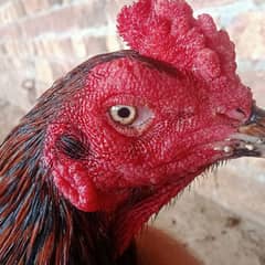 thai blake eyes chick for sale breeder phatha ur peigion for sale