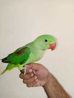 raw baby parrot