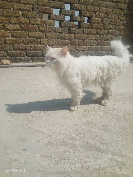 Persian cat age 1 year. . . . . . . . . . . triple coat 2