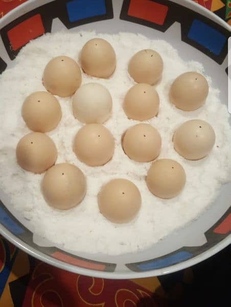 black shamo eggs for sale 0