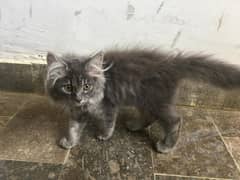 Persian kitten grey color yellow eyes