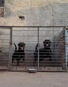 Rottweiler Pair Friendly Temperament