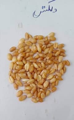 Wheat seeds dilkash 100 percent pure دلکش گندم کا خالص بیج
