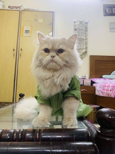 Persian cat Male for sale 3