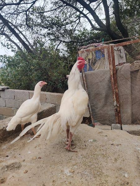 amroha Heera lassni old blood line eggs or chick's available 2