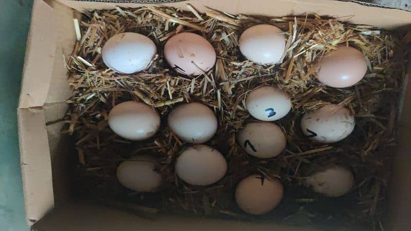 amroha Heera lassni old blood line eggs or chick's available 4