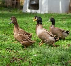 Dasi Duck chick's for sale
