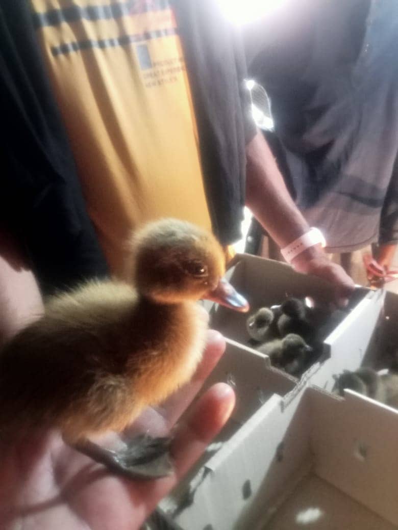Dasi Duck chick's for sale 2