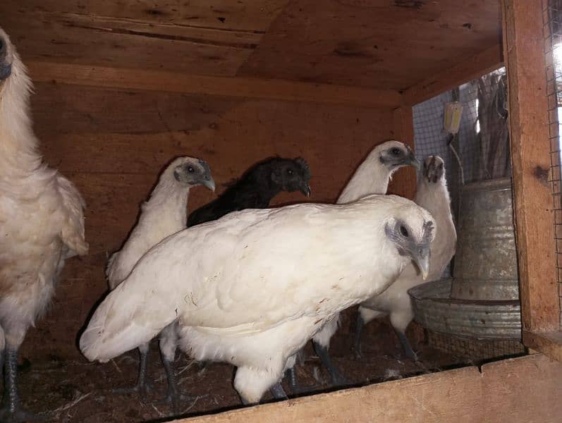 white Ayam cemani 3