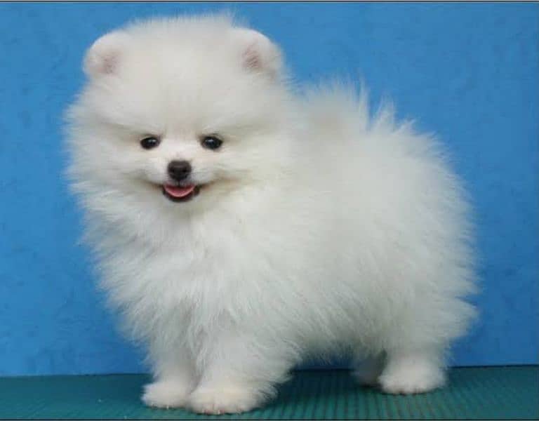 Pomeranian puppies 03700502245 0