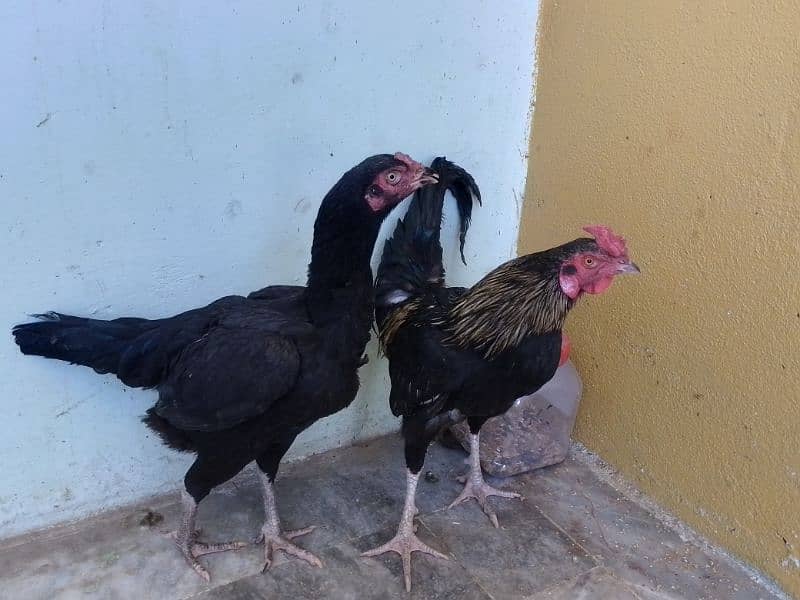 Pair of kolangi desi chicken 3