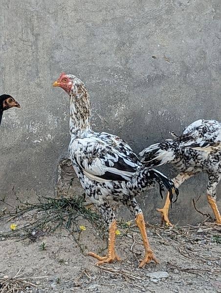 Ready to Breed Thai Cross Aseel Male and Females Available 6