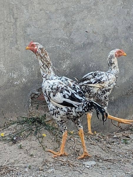 Ready to Breed Thai Cross Aseel Male and Females Available 7