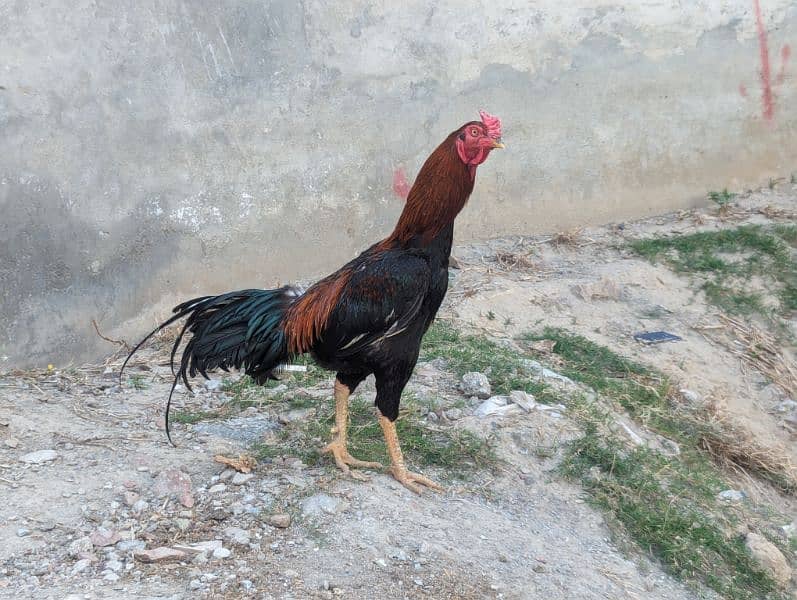 Ready to Breed Thai Cross Aseel Male and Females Available 12