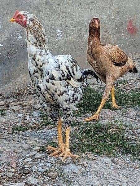 Ready to Breed Thai Cross Aseel Male and Females Available 15
