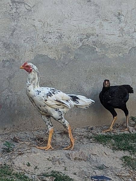 Ready to Breed Thai Cross Aseel Male and Females Available 17