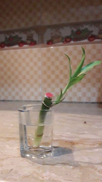 Mini Bamboo for Table 1