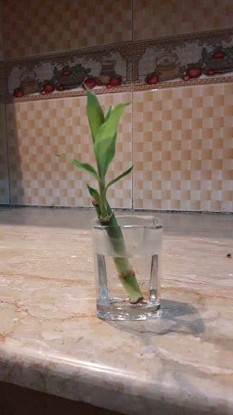 Mini Bamboo for Table 2