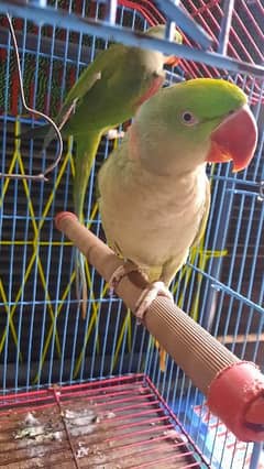 1.5 years old, Home grown RAW Parrots, with wildlife license rings