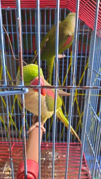 1.5 years old, Home grown RAW Parrots, with wildlife license rings 1