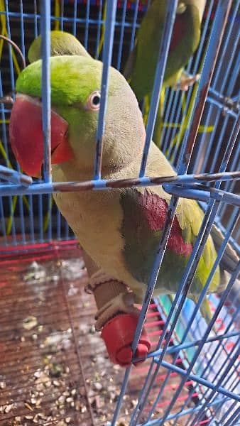 1.5 years old, Home grown RAW Parrots, with wildlife license rings 2