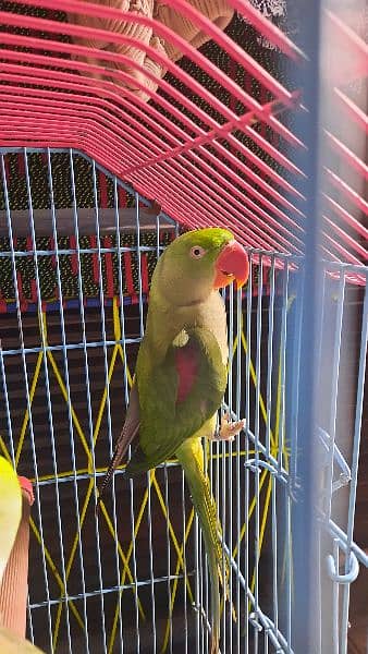 1.5 years old, Home grown RAW Parrots, with wildlife license rings 3